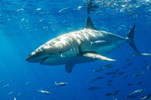 La vida secreta de los tiburones ¿conócela?