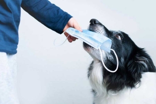 Prefectura japonesa invierte millones de yenes para entrenar perros a olfatear enfermedades
