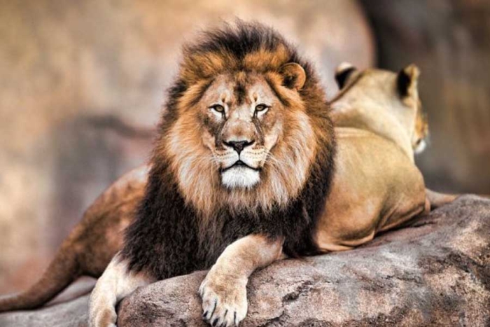 ¡A un paso de la extinción! 90% de los leones africanos han desaparecido