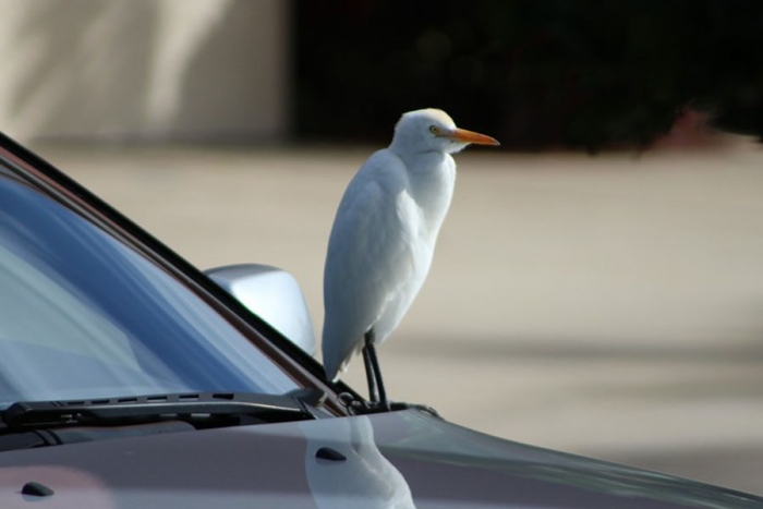 Un pájaro salva a conductor alemán de una multa por exceso de velocidad