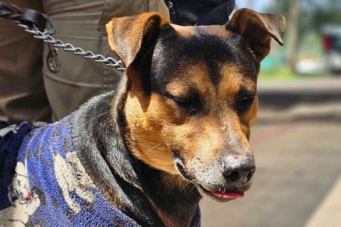 ¿Quién se anima? Perrito colado en desfile militar es puesto en adopción