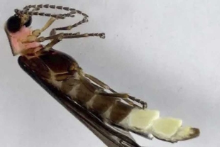 SEDEMA lanzó una convocatoria para elegir el nombre de una nueva especie de luciérnaga