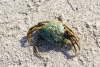 Nueva invasión de cangrejos verdes azota Estados Unidos y amenaza especies nativas