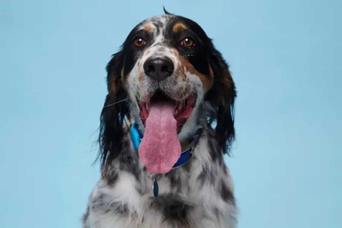 “Bisbee”: ¿por qué este perrito da los besos más largos del mundo?
