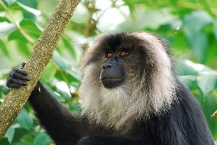 Macacos cola de león, monos que parecen leones