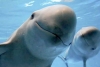Autoridades presentan acciones de protección para la vaquita marina y la totoaba