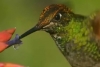 La UNAM crea jardines para colibríes