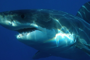 Tiburón blanco horroriza a dos pescadores