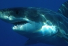 Tiburón blanco horroriza a dos pescadores