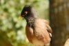 Hallan nuevas especies de pájaros cantores en Indonesia