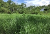 El café podría acelerar el crecimiento de los bosques, plantea estudio