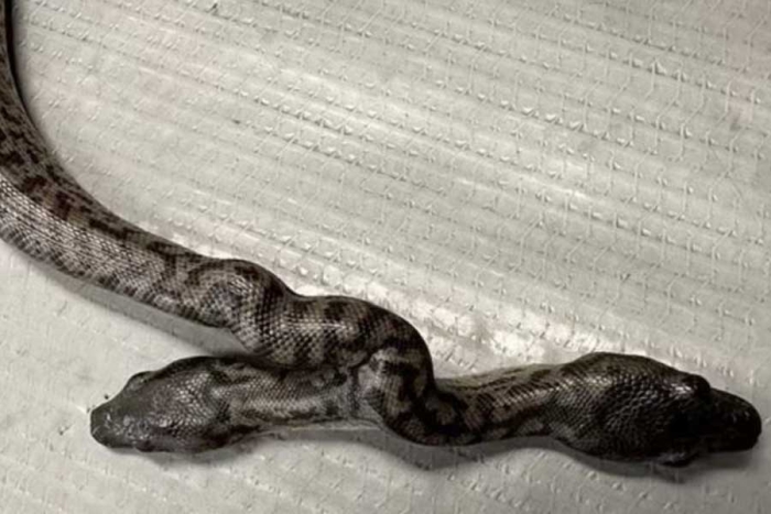 ¿Fue lo mejor? En Australia, nace serpiente de dos cabezas pero le aplican la eutanasia