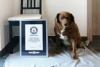 Oficial: Récords Guinness anulan a “Bobi” el título del perro más longevo del mundo