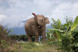 Un año después, familia de elefantes viajeros de China alcanza su destino final