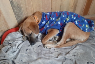 “No me ignores”: perrito busca un nuevo hogar luego de que su dueña falleciera por coronavirus