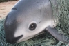 Autoridades mexicanas prohibirán la pesca con redes para proteger a la vaquita marina