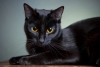 Los gatos negros son de mala suerte ¿verdad o mentira?