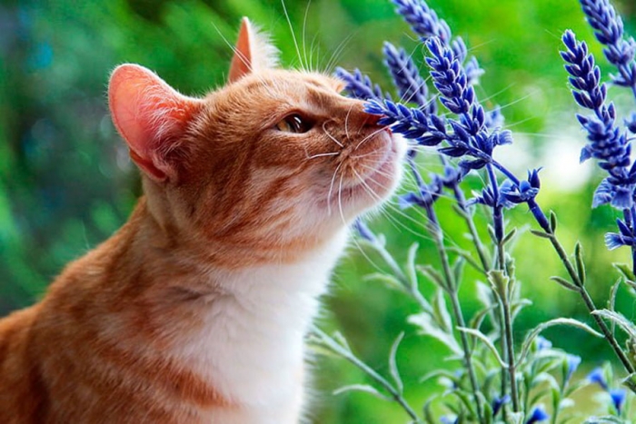 5 plantas que ayudarán a eliminar pulgas y garrapatas de tus mascotas