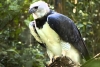 Águilas Harpías mueren de hambre debido a la deforestación del Amazonas