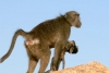 Las madres de babuinos acarrean a sus crías muertas varios días