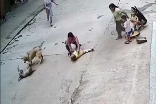 ¡Pura valentía! perrito salva a su pequeño dueño del ataque de otro canino