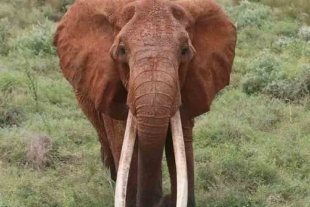 Kenia despide a “Dida”, la elefante con los colmillos más grandes del país