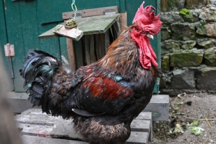 El gallo Mauricie, demandado por cantar muy temprano