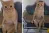 Adorable gatito se sienta como un humano y cautiva a las redes sociales
