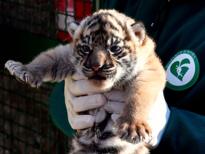 Hermosa y esperanzadora; nace en Roma cría de tigre de sumatra, especie en grave peligro