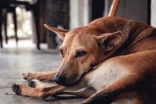 La terrible noticia fue dada a conocer el pasado jueves 11 de julio por Mely Ramos/Abogada por los animales