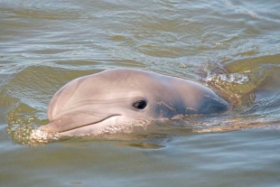 A través de la orina, los delfines pueden reconocer a sus familiares