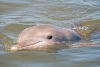 A través de la orina, los delfines pueden reconocer a sus familiares