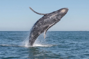 Continúa el arribo de la ballena gris a México