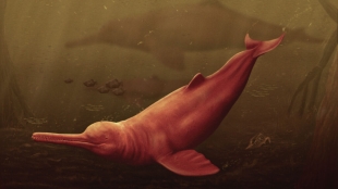 Representación de delfín de hace 16 millones de años