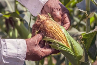 Producción de maíz en México queda 38 % debajo