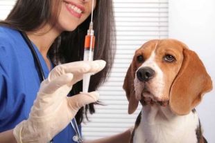 ¡Atención! Prueban con éxito una vacuna contra el coronavirus para mascotas