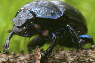 Escarabajos de la galaxia