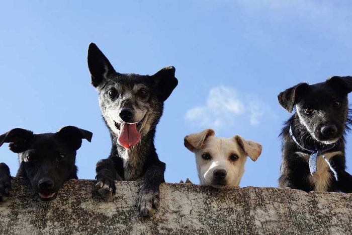 Benemérita Universidad Autónoma de Puebla se declara un lugar pet friendly