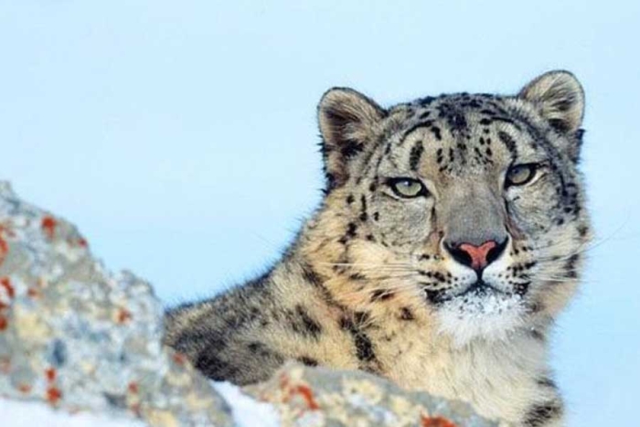 El cambio climático amenaza con causar la pérdida del 40% del hábitat natural