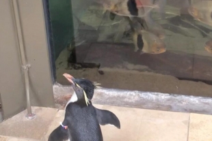 Pingüinos se pasean mientras acuario cierra por coronavirus