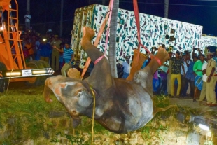 Así fue el rescate de un elefante que cayó a un pozo en la India
