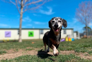 Inauguran la ciudad de los perros y gatos en CDMX; así puedes visitarla