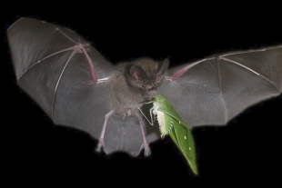 Los murciélagos pueden predecir el futuro... para cazar a sus presas