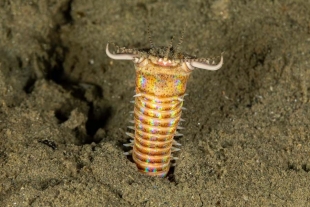 Descubren gusano gigante que vivió en los mares prehistóricos