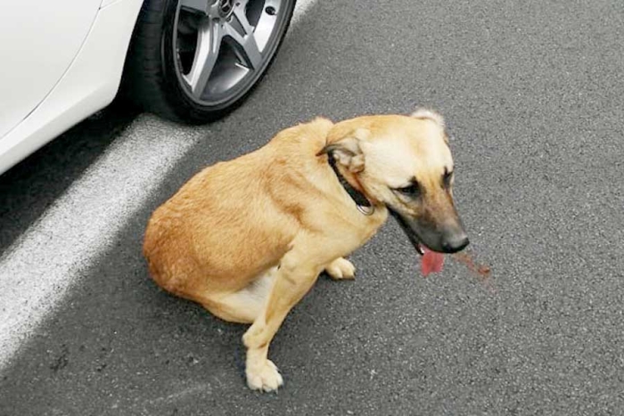 ¡Indignante! mujer atropella a perrito y lo presume en internet