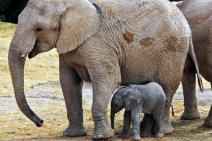Transmiten en vivo el nacimiento de un elefante africano y lo bautizan “Zoom”