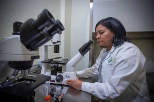 Leticia Buendía González, investigadora de la UAEMéx, cultiva plantas in vitro para tratar el cáncer cervicouterino y de pulmón