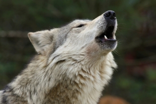 El objetivo de este nuevo espacio, aún en proceso de rehabilitación, es contribuir con la reproducción del lobo mexicano