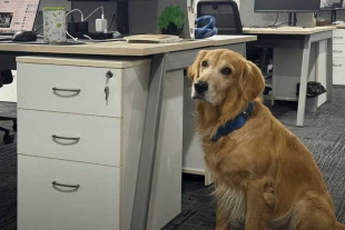 El directivo oficializó su espacio como pet friendly, una medida que ha sido ampliamente valorada y bien recibida por el resto del equipo