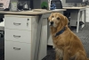 ¡Éxito! Startup contrata a un golden retriever como su nuevo “director de felicidad”